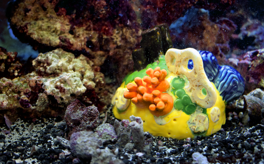 Coral Reef Expedition